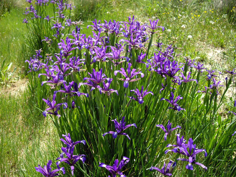 Iris spuria ssp maritima photo
